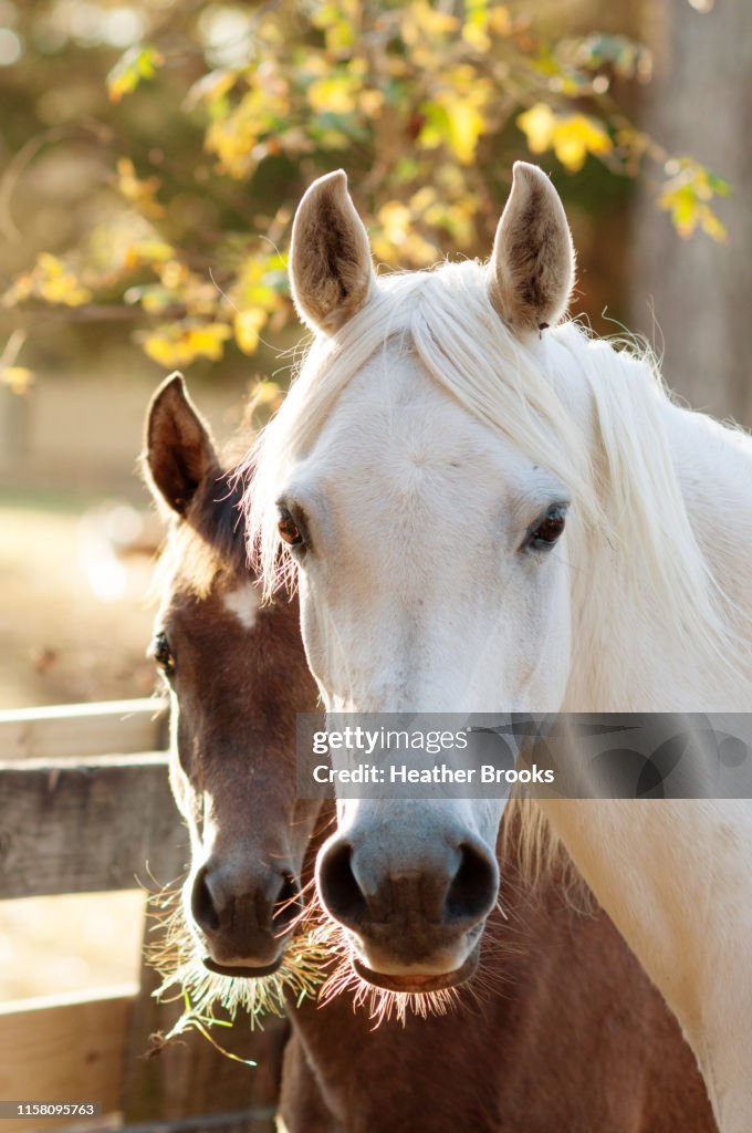 Horse