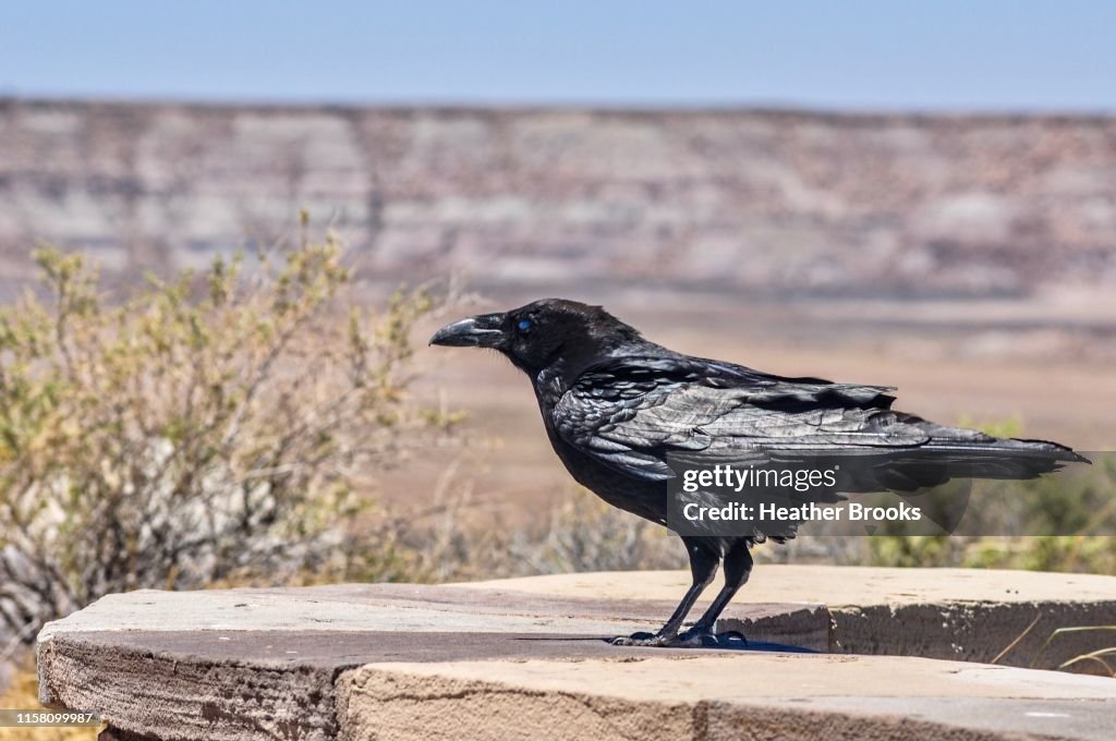 Crow in Painted Desert
