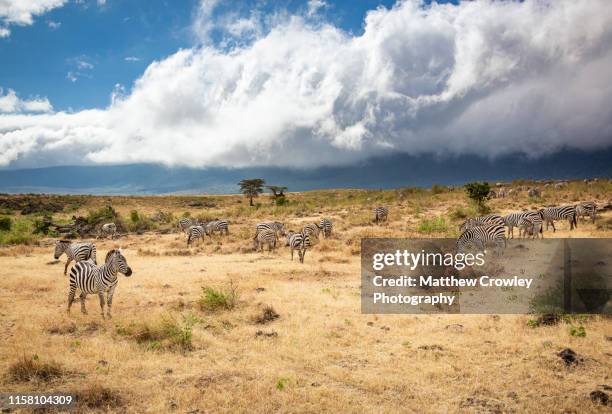 zebras in ngorongoro crater - ngorongoro krater stockfoto's en -beelden