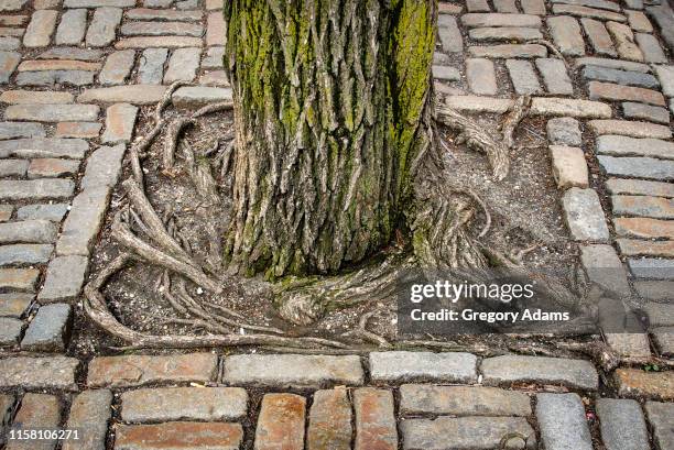 Tree Roots Sidewalk Photos and Premium High Res Pictures - Getty Images