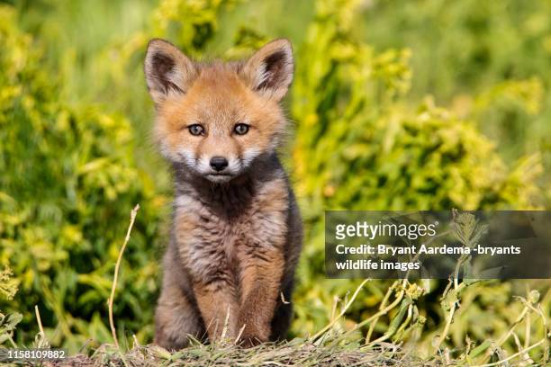 curious red fox pup - cub photos et images de collection