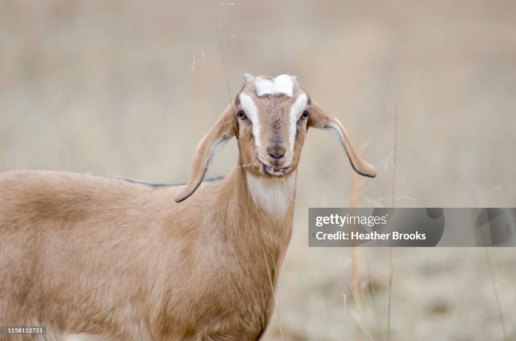 Goat Portrait