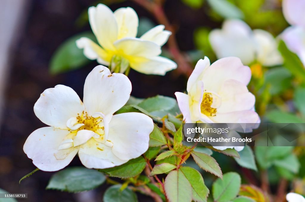 Dogwood Blooms