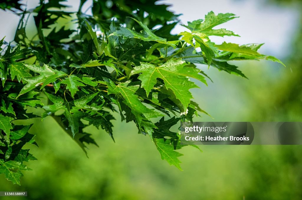 Leaves