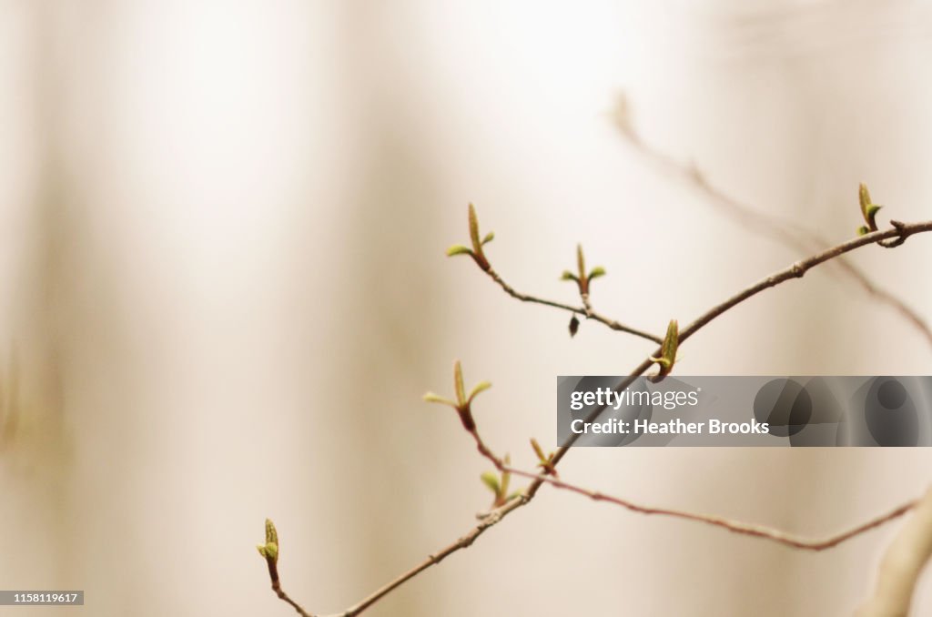 Twig