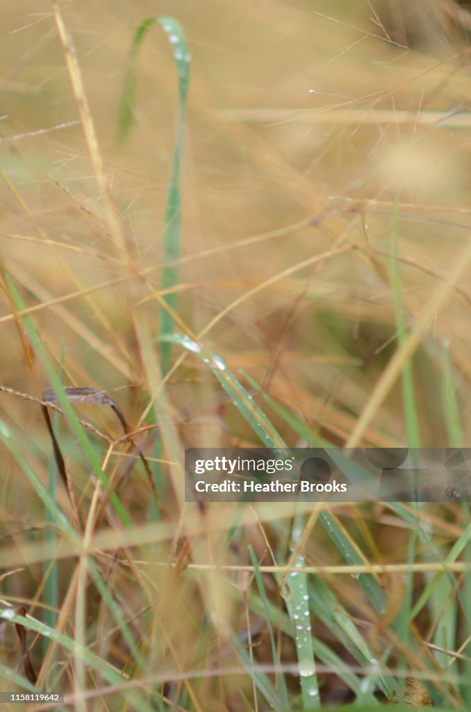 Grasses