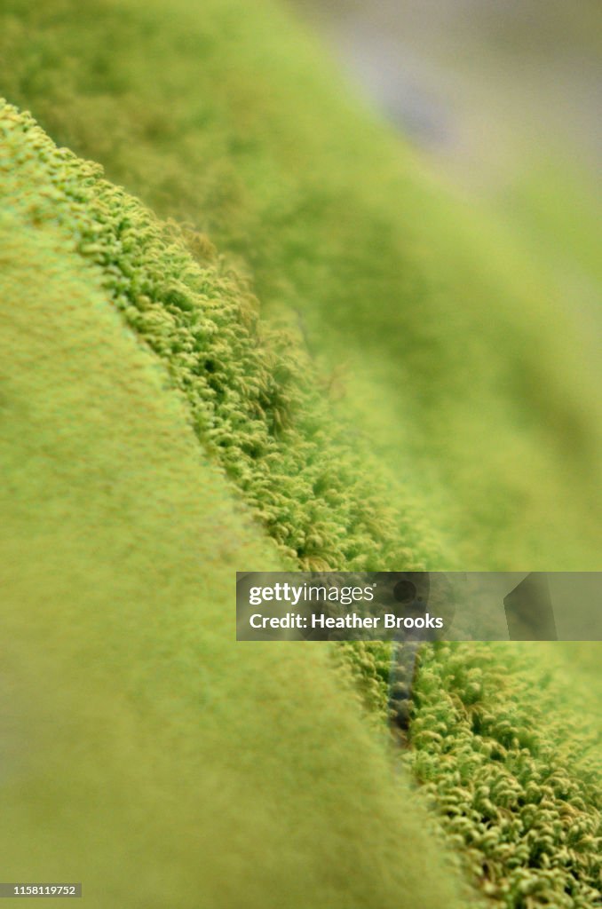 Soft moss