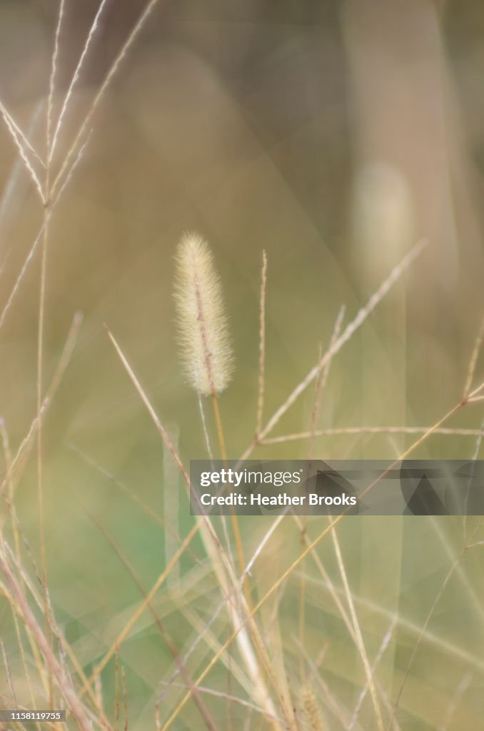 Grass Abstract