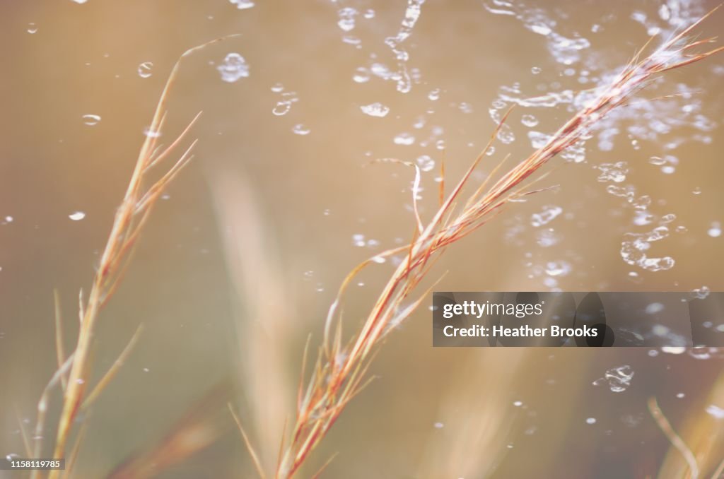 Droplets on Grass