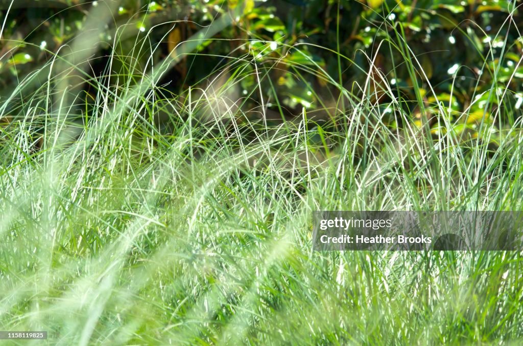 Sunny Grass