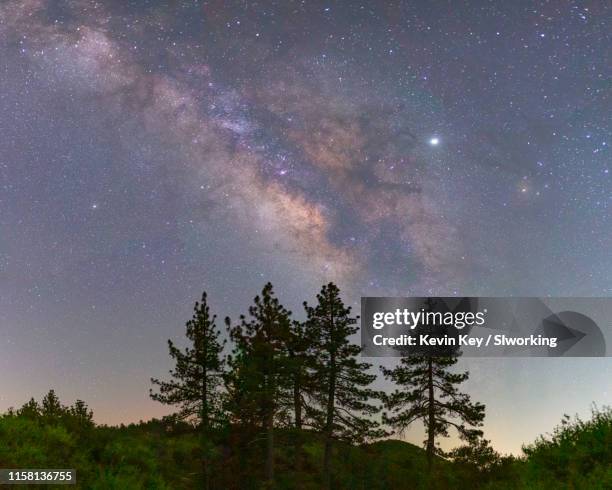 milky way galaxy over a cluster of pine trees - pinus jeffreyi stock pictures, royalty-free photos & images