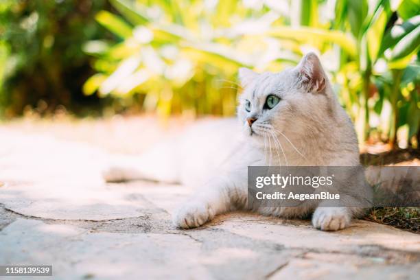 silver skuggade brittiska shorthair i trädgården - cat spring bildbanksfoton och bilder