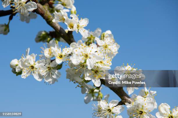 fruit blossom close up - damson stock-fotos und bilder