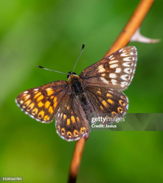hamearis lucina – duke of burgundy butterfly aberration - hamearis lucina stock pictures, royalty-free photos & images