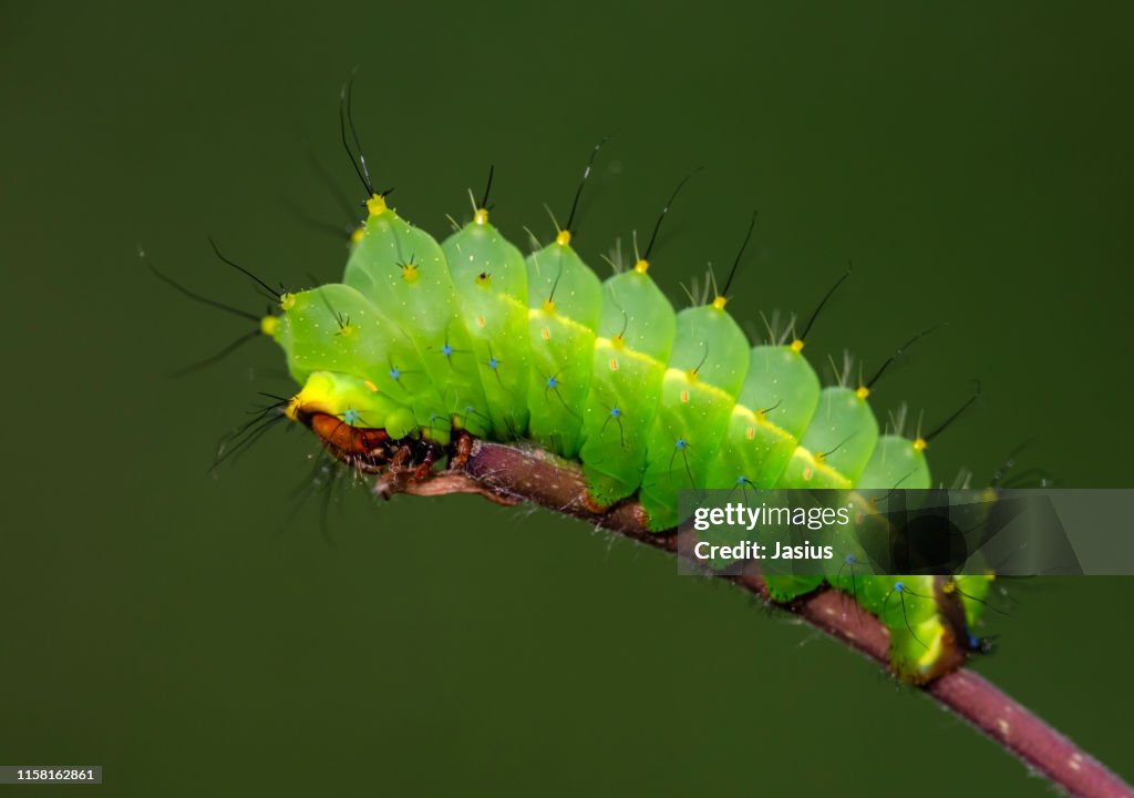 Antheraea yamamai – Japanese silk moth caterpillar