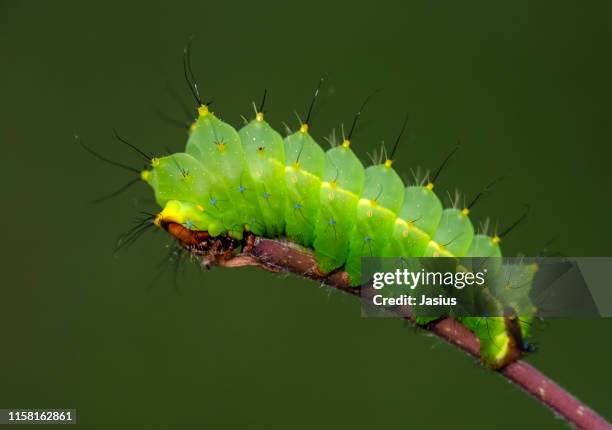 antheraea yamamai – japanese silk moth caterpillar - silk moth stock pictures, royalty-free photos & images