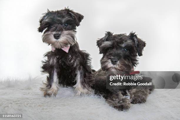 two miniature schnauzer puppies looking at the camera on a white backdrop - schnauzer - fotografias e filmes do acervo