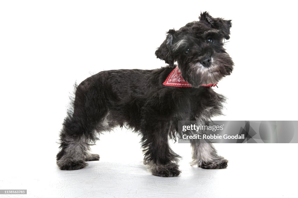 Standing miniature Schnauzer puppy wearing a red bandana on a white backdrop