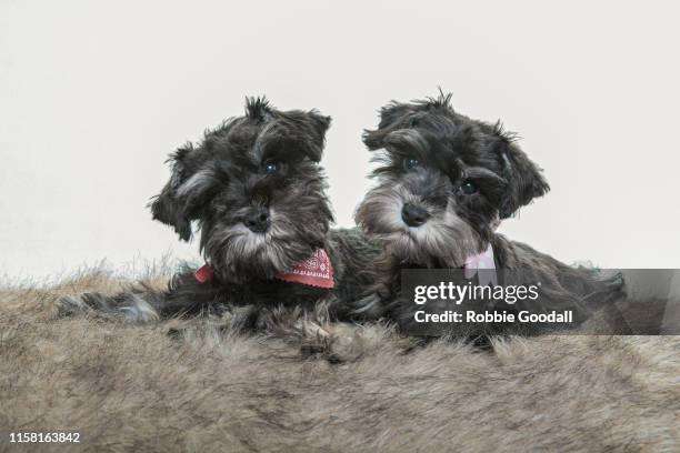 two miniature schnauzer puppies with heads cocked looking at the camera on a white backdrop - schnauzer imagens e fotografias de stock