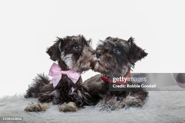 349 Gray Miniature Schnauzer Photos and Premium High Res Pictures - Getty Images 349 Gray Miniature Schnauzer Photos And Premium High Res Pictures - Getty Images