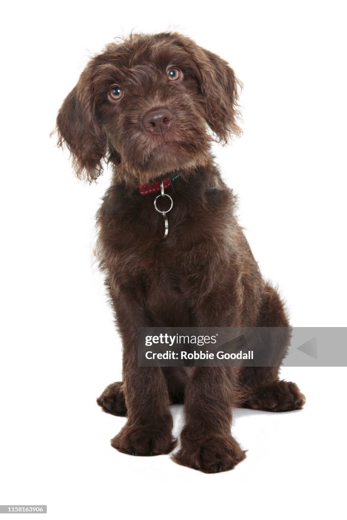 Chocolate brown Labradoodle (Labrador-Poodle mix) puppy looking at the camera on a white backdrop