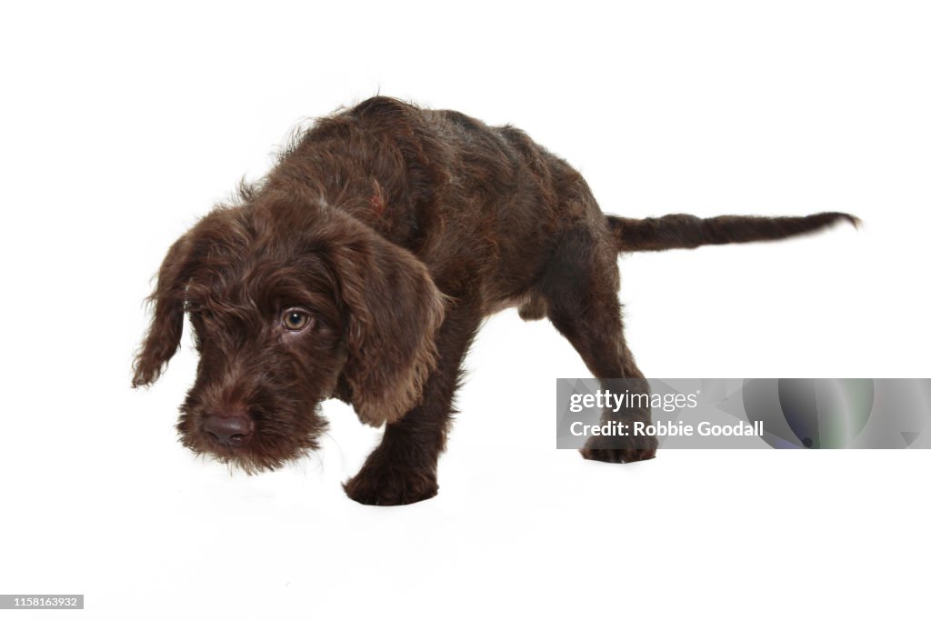Chocolate brown Labradoodle (Labrador-Poodle mix) puppy looking away from the camera on a white backdrop