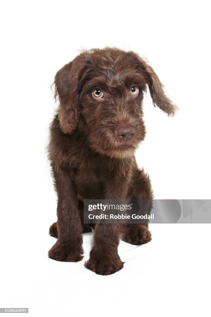 Chocolate brown Labradoodle (Labrador-Poodle mix) puppy looking at the camera on a white backdrop