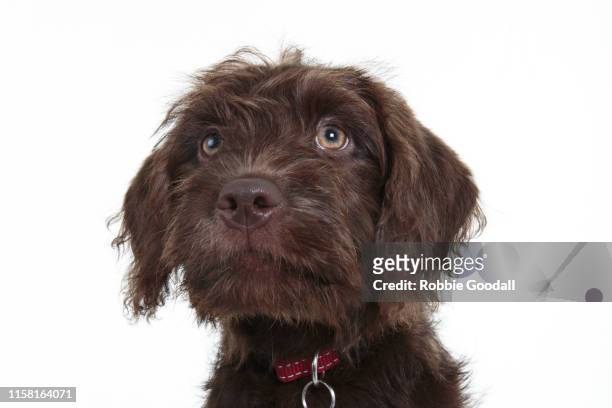 headshot of a chocolate brown labradoodle (labrador-poodle mix) puppy looking at the camera on a white backdrop - labradoodle stock pictures, royalty-free photos & images