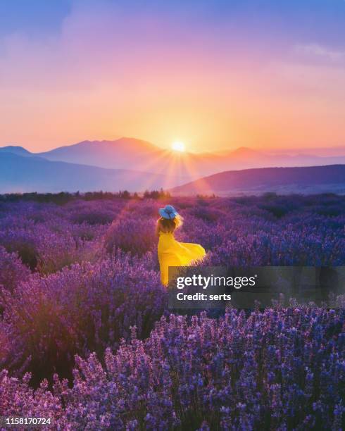 mulher nova que aprecia o campo da alfazema no por do sol - lavender - fotografias e filmes do acervo