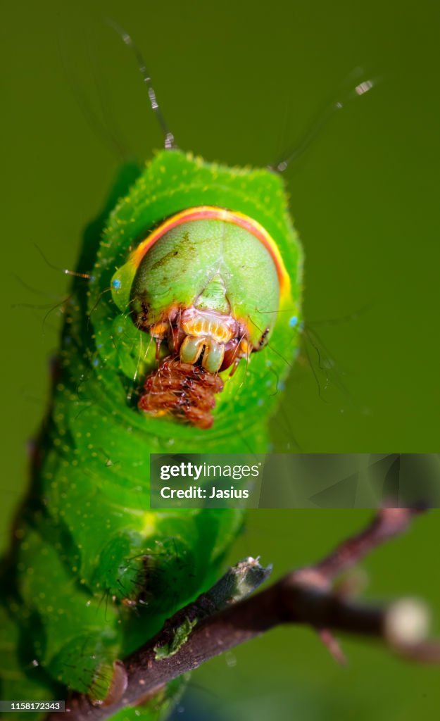Antheraea yamamai – Japanese silk moth caterpillar