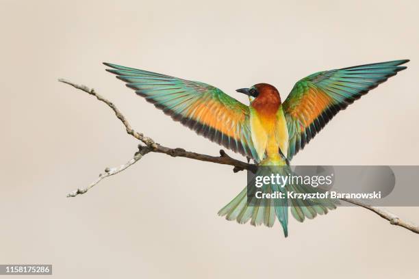 bea-eater in flight - uppflugen på en gren bildbanksfoton och bilder