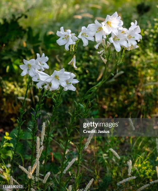 lilium candidum – madonna lily - madonna lily stock pictures, royalty-free photos & images