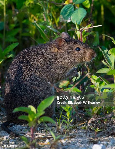 Native Florida Rats 562 Florida Rat Stock Photos, High-Res Pictures, and Images - Getty Images