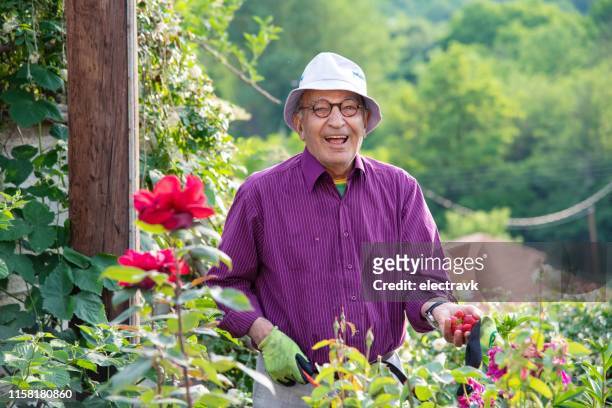 jardineiro sênior em uma ruptura da morango - purple glove - fotografias e filmes do acervo