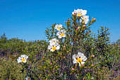 Gum rockrose (cistus ladanifer) in the fields of Alentejo in Portugal in spring