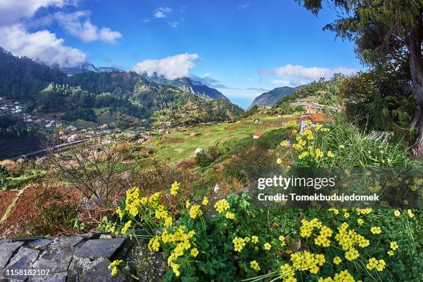 madeira - madeira flowers stock-fotos und bilder