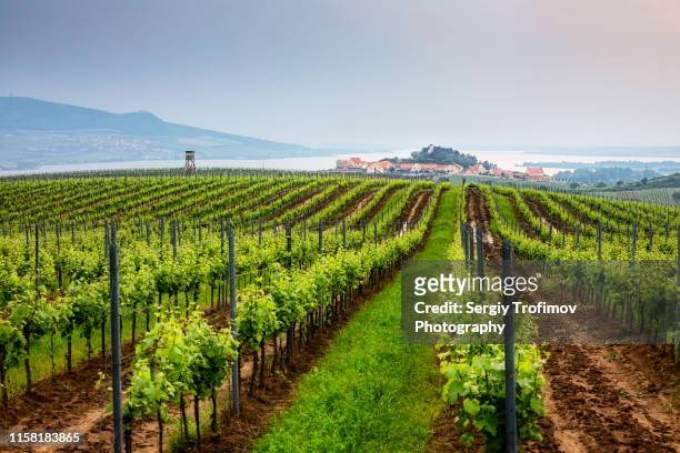 vineyard in moravia, czech republic - czech republic stock pictures, royalty-free photos & images