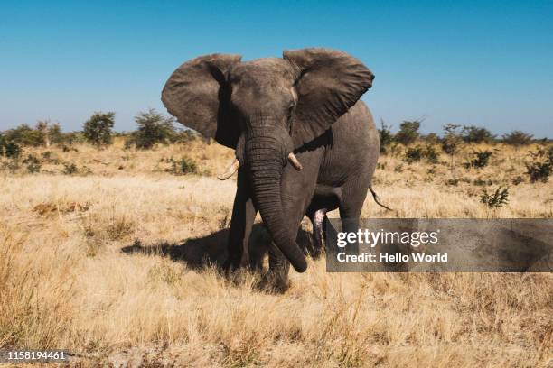 african elephant mock charging with ears extended - african elephant stock pictures, royalty-free photos & images