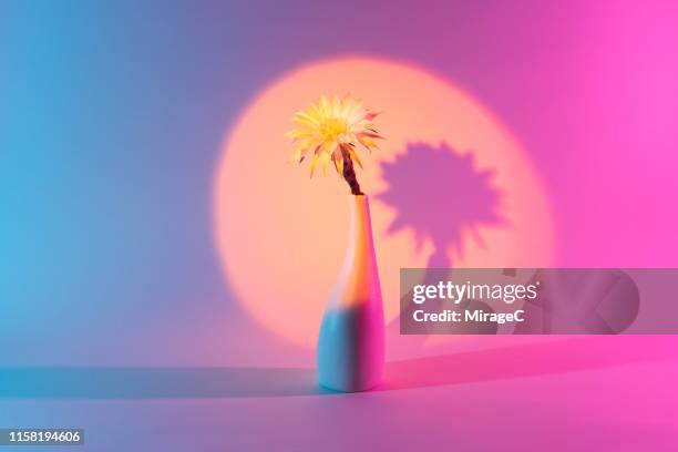 cactus flower in vase under a spotlight - high contrast color stock pictures, royalty-free photos & images