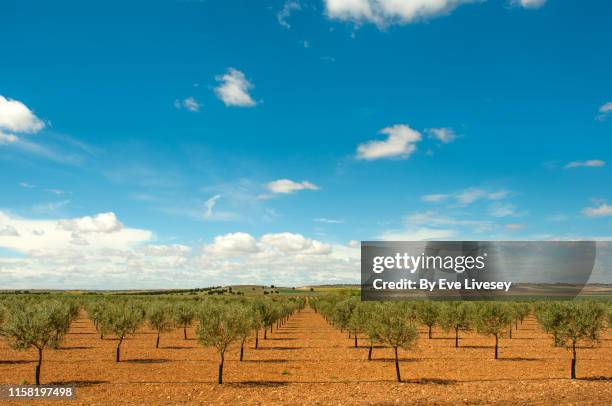 almond tree orchard - almond orchard stock pictures, royalty-free photos & images