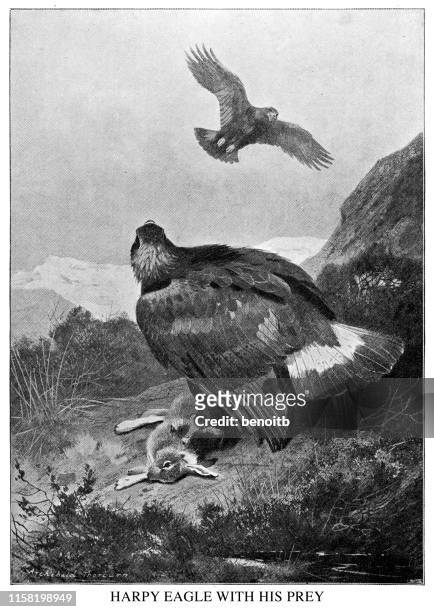ilustrações, clipart, desenhos animados e ícones de águia de harpy com sua rapina - harpy eagle