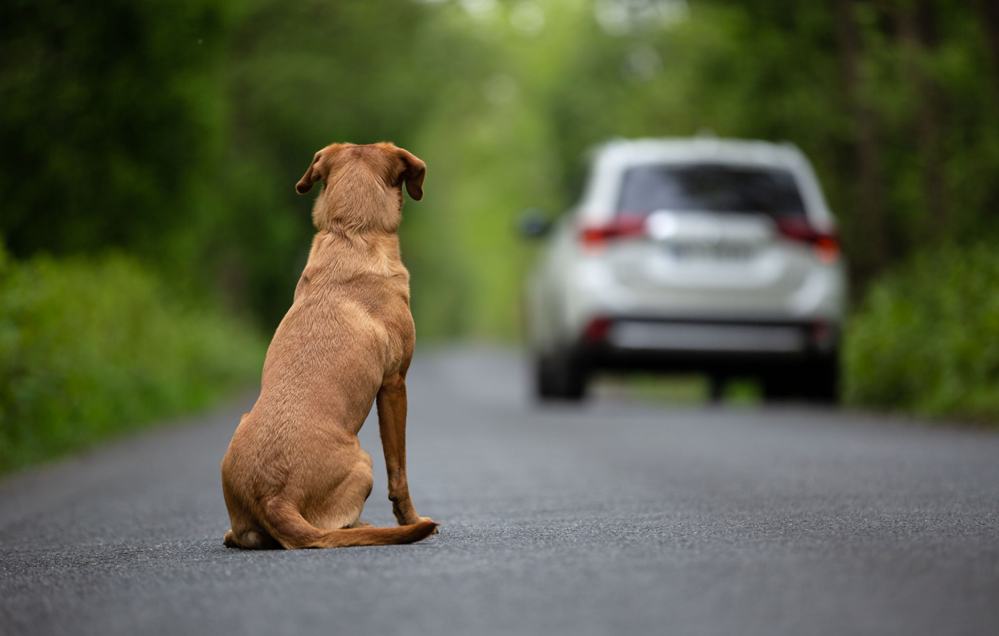 lonely pet