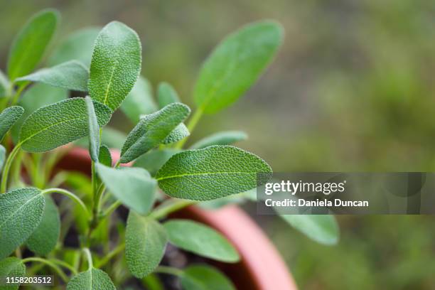 growing sage - sage stockfoto's en -beelden