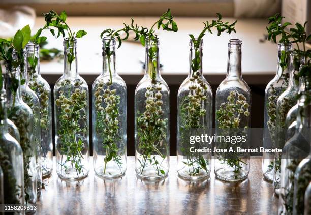 bottle filling and preparation of traditional liqueur based on anise and moonshine with aromatic herbs, (herbero). - craft cocktail stock pictures, royalty-free photos & images