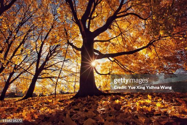 autumn leaves - goldene sonne stock-fotos und bilder