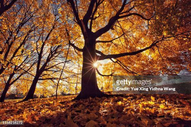 autumn leaves - outubro imagens e fotografias de stock
