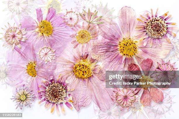 close-up image of beautiful pressed, dried flower heads arranged in a floral display or pattern - dried plant stock pictures, royalty-free photos & images