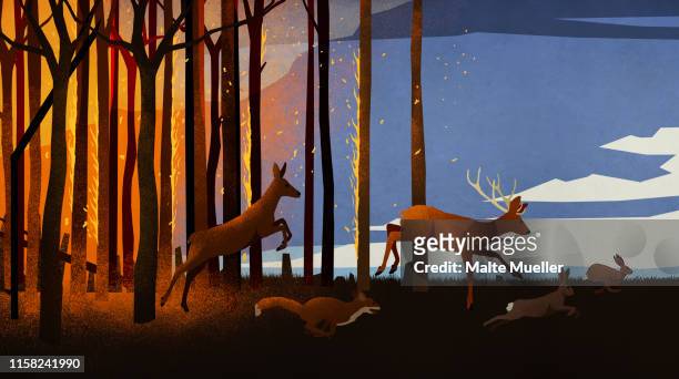 stockillustraties, clipart, cartoons en iconen met forest animals running from forest fire at night - vos
