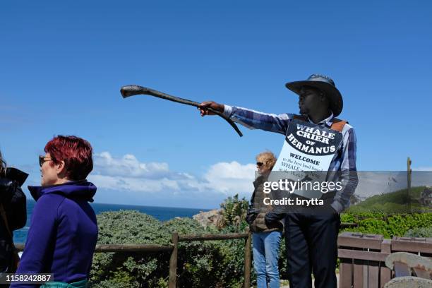 wal-crier bei hermanus, südafrika - hermanus stock-fotos und bilder