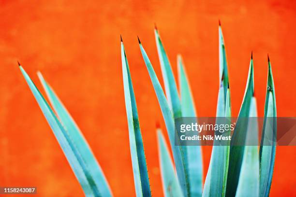 green agave plant against bright orange wall - nayarit stock-fotos und bilder